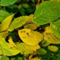 Carpinus betulus