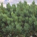 Pinus sylvestris 'Watereri' - Foto 2