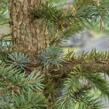 Picea pungens 'Glauca' - Foto 2