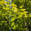 Amelanchier arborea 'Robin Hill' - Foto 1