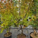 Lagerstroemia indica 'Benoit' - 4