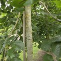 Tilia x europaea 'Euchlora' - 3