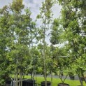 Quercus ilex - 6