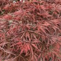 Acer palmatum 'Inaba Shidare' - 1