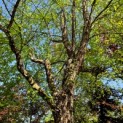 Betula nigra -  JUNI 2024