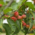 Malus 'Evereste' - Foto 8