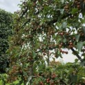 Malus 'Evereste' - Foto 7
