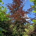 Fagus sylvatica 'Atropunicea' - Foto 1