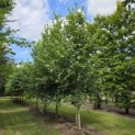 Tilia x europaea 'Euchlora' - 4