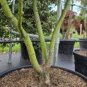 Acer palmatum 'Osakazuki - Foto 2