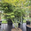 Acer palmatum 'Osakazuki - Foto 3