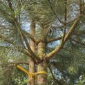 Pinus Pinea - Foto 3