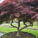 Acer palmatum 'Garnet' - 1