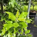 Quercus ilex - 7