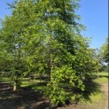 Fagus sylvatica - juni 2026