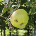 Malus domestica 'Lombarts' - 9