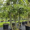 Quercus ilex - 2