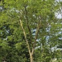 Gleditsia triachantos 'Sunburst' - Foto 7