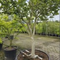 Magnolia 'Susan' - 2