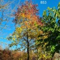 853 Amberboom