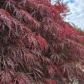 Acer palmatum 'Garnet' - 5