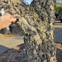 Quercus Suber - Foto 3