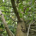 Tilia x europaea 'Pallida' - 5
