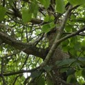 Tilia x europaea 'Pallida' - 4