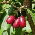 Cornus mas - 2