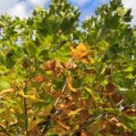 Platanus x hispanica - 1