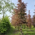 Fagus sylvatica 'Atropunicea' - Foto 2