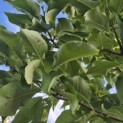 Magnolia acuminata - Foto 2