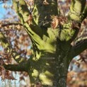 Fagus sylvatica - 6