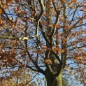 Fagus sylvatica - 5