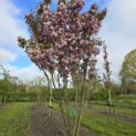 Prunus serrulata 'Kanzan' - 2
