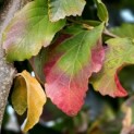 Parrotia persica 'Vanessa' - Foto 1