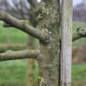 Malus domestica 'Rode Boskoop' - 1