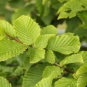 Carpinus betulus