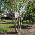 Magnolia liliiflora 'Nigra' - Foto 1