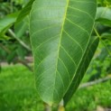 Juglans regia - Afbeelding 6