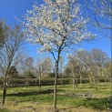 Amelanchier lamarckii - 3