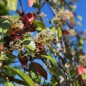 Photinia fraseri 'Red Robin' - Foto 1