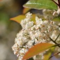 Photinia fraseri 'Red Robin' - Foto 2