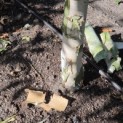 Betula utilis 'Jacquemontii' (Doorenbos) - 6