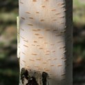 Betula utilis 'Jacquemontii' (Doorenbos) - 7