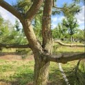 Pinus nigra 'Nigra' - Foto 5