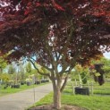 Acer palmatum 'Bloodgood' - Foto 3