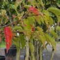 Prunus x Subhirtella 'Autumnalis' - Foto 3