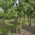 Liquidambar styraciflua - Foto 2
