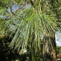 Pinus wallichiana - 4